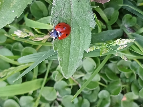 Seven-spotted Lady Beetle