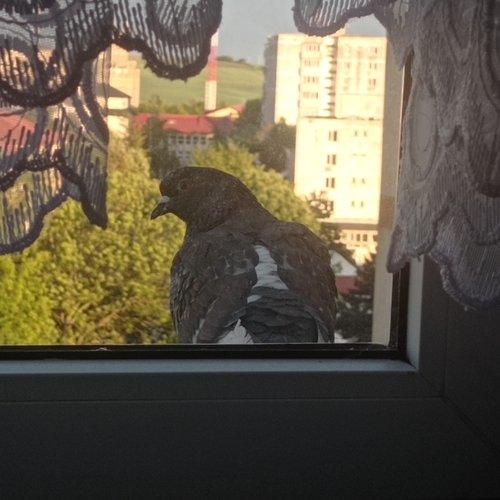 Feral Pigeon