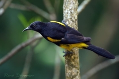 Icterus dominicensis