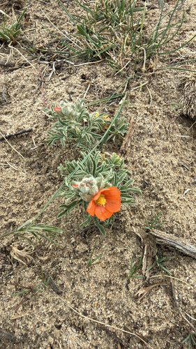 Scarlet Globemallow