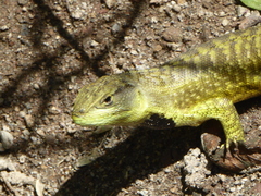 Stenocercus guentheri