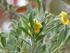Columellia oblonga