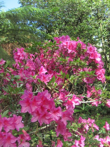 Rhododendron yedoense iNat (1)