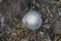 Mammillaria haageana