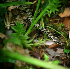 Elaphe quatuorlineata