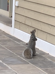 Sciurus carolinensis