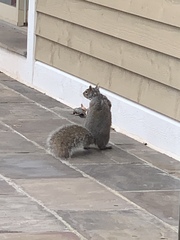 Sciurus carolinensis