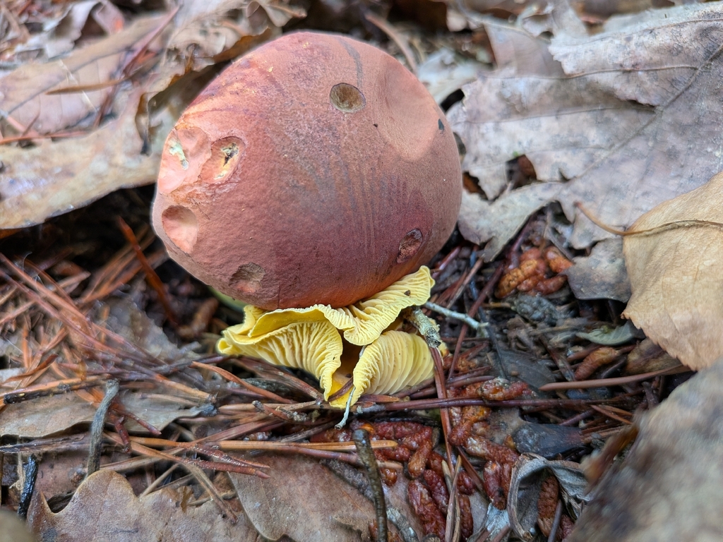 Neoboletus sp. 'IN03' · May 2026 · photo: Photo: no rights reserved · iNaturalist