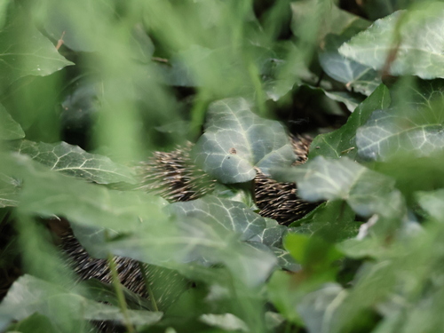 Northern White-breasted Hedgehog