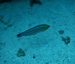 Coris atlantica
