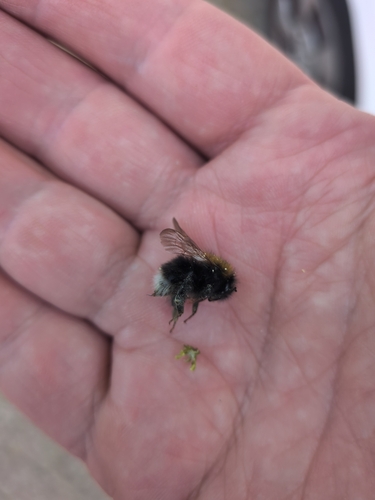 Tree Bumble Bee