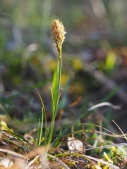 Carex caryophyllea