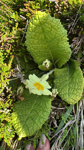 Primrose