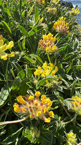 Common Kidney-Vetch