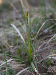 Carex caryophyllea