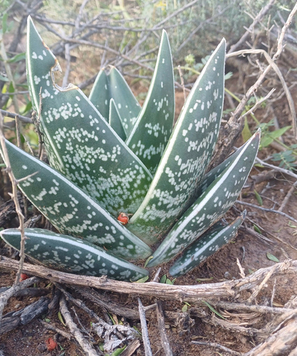 Common Partridge Aloe