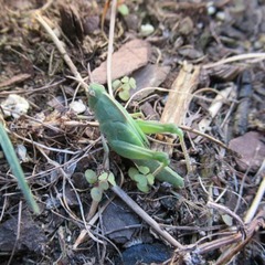 Acrididae