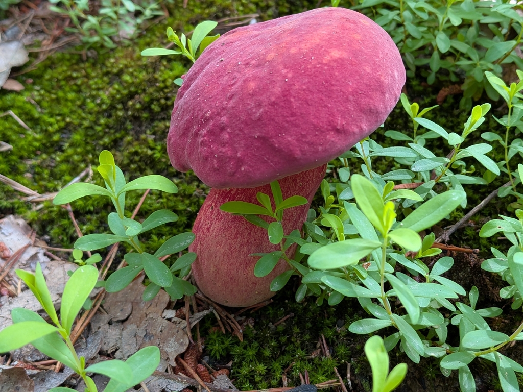 Bouillon Bolete