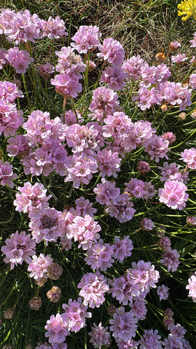 Sea Thrift