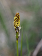Carex caryophyllea