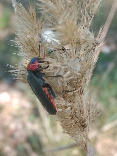 Dark Sailor Beetle