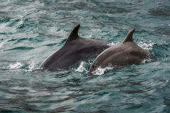 Tursiops truncatus ponticus