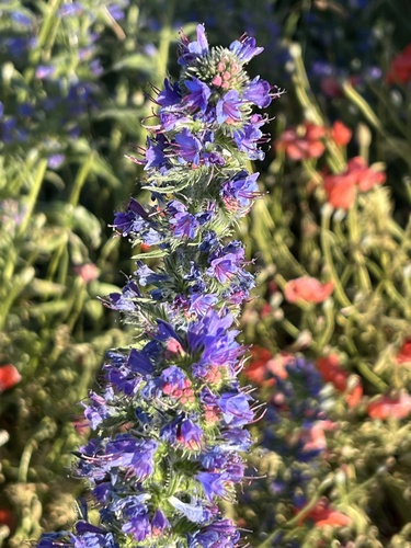 viper's-bugloss
