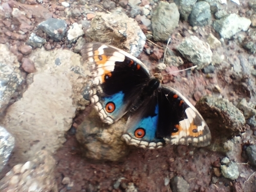 Junonia orithya