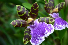 Zygopetalum