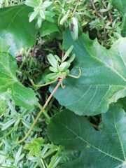 Peperomia ilaloensis