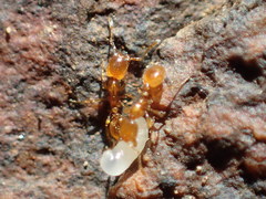Solenopsis molesta
