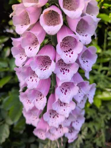 purple foxglove