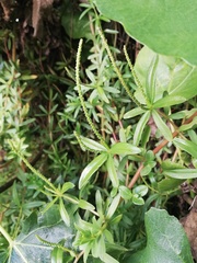 Peperomia ilaloensis