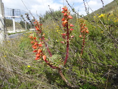 Echeveria quitensis