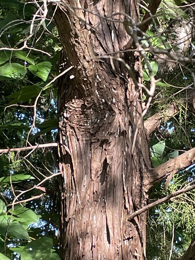 Dendrothele nivosa · May 2026 · photo: Photo: no rights reserved · iNaturalist