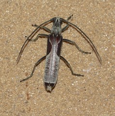 Uracanthus triangularis