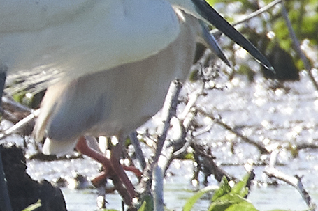 Squacco Heron