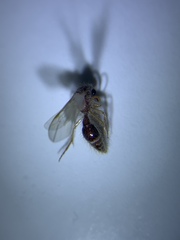 Sphaeropthalminae