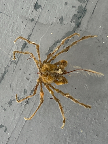 Pyromaia tuberculata observed 2026-05-28
