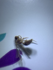 Sphaeropthalminae