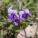Viola obtusa - Photo (c) 空猫 T. N, algunos derechos reservados (CC BY-NC), subido por 空猫 T. N
