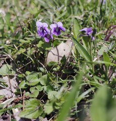 Viola obtusa