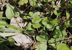 Viola obtusa