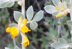 Acmispon argophyllus argophyllus