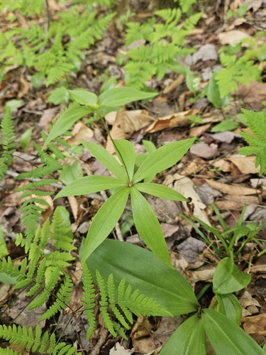 Cucumber Root