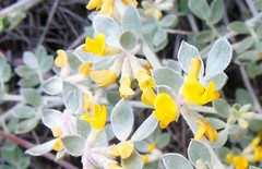 Acmispon argophyllus argophyllus