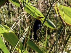 Chrysomus icterocephalus
