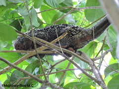 Coendou longicaudatus