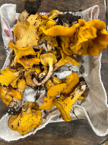 Golden Chanterelle