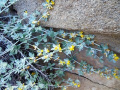 Acmispon argophyllus argophyllus